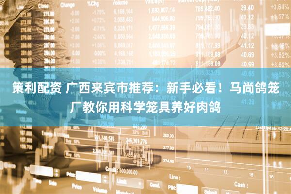 策利配资 广西来宾市推荐：新手必看！马尚鸽笼厂教你用科学笼具养好肉鸽
